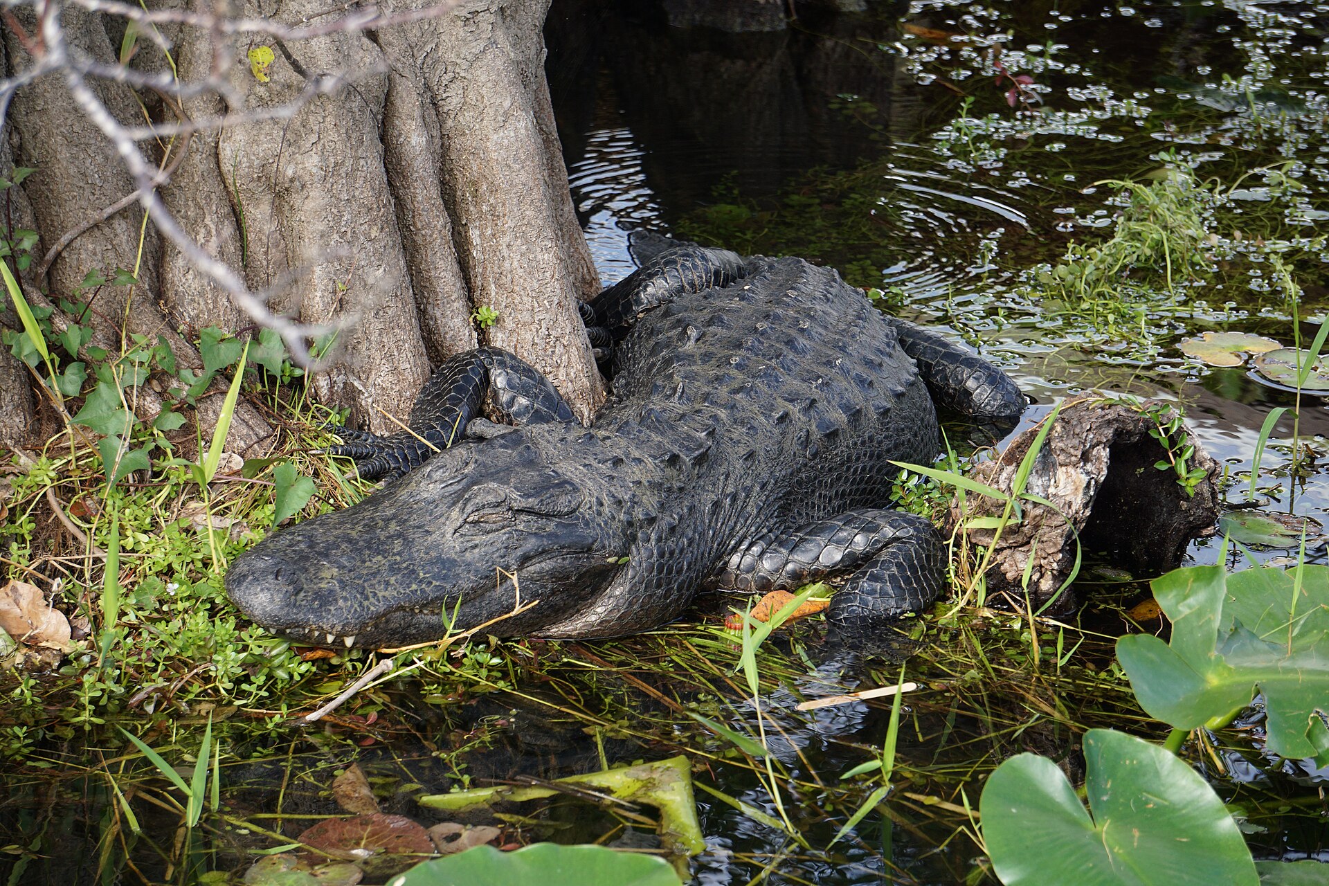 American alligator beside the Anhinga Trail boardwalk, Everglades National Park