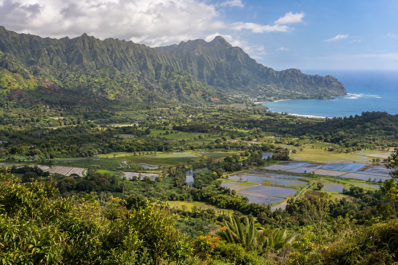 Wetland taro fields and forested mountains seen from a highway overlook in Princeville, Kauai