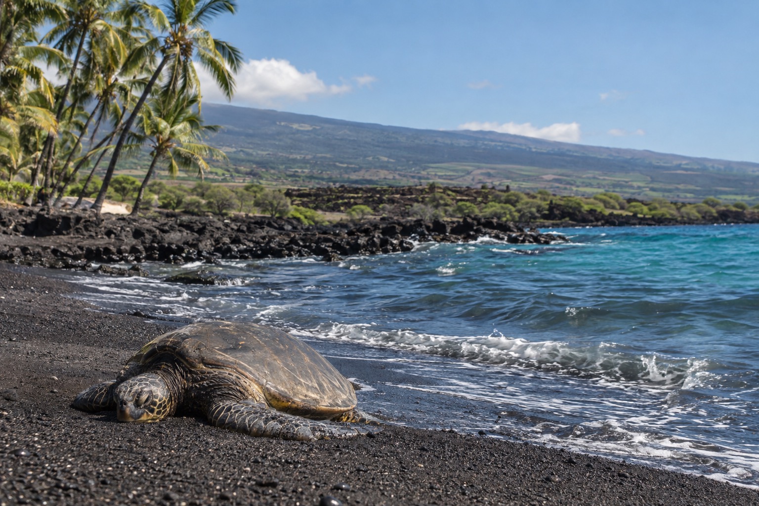 Black volcanic sand beach with a green sea turtle resting near the waterline and palm trees along the shore