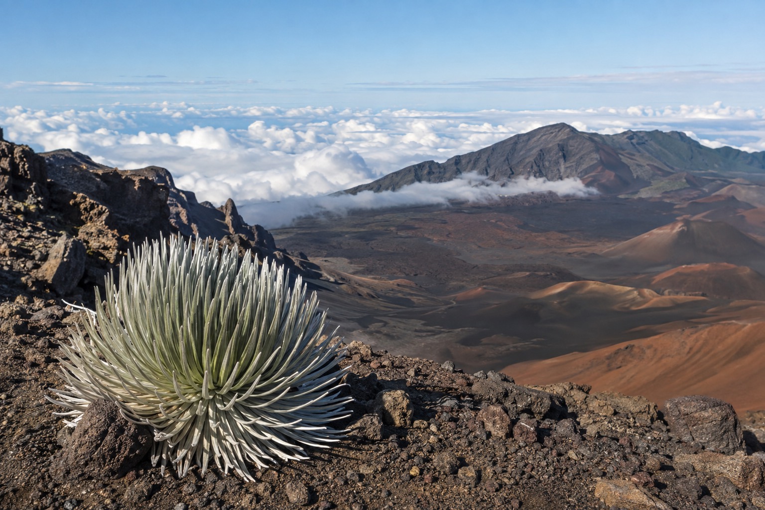 A silversword plant with spiky silver leaves growing on dark volcanic cinder