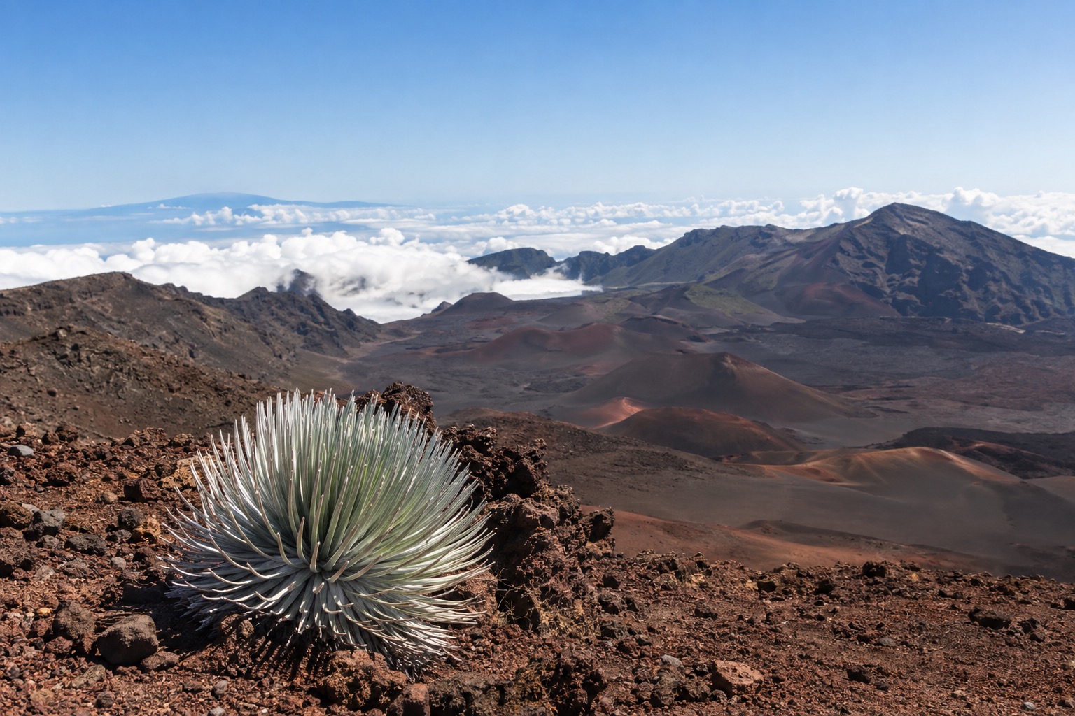A silversword plant growing among red cinder in Haleakala's crater