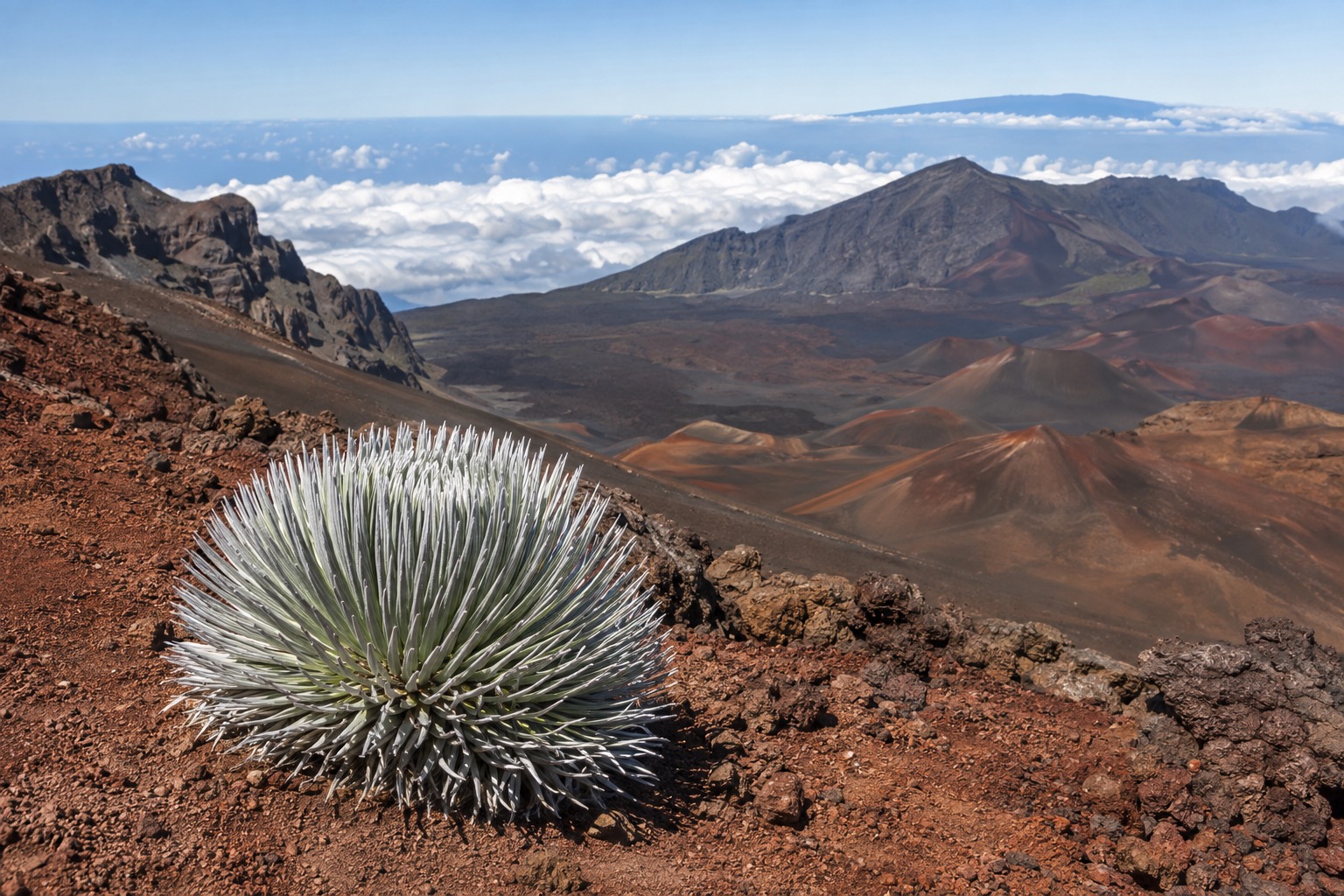 A round silvery desert plant growing among reddish volcanic gravel
