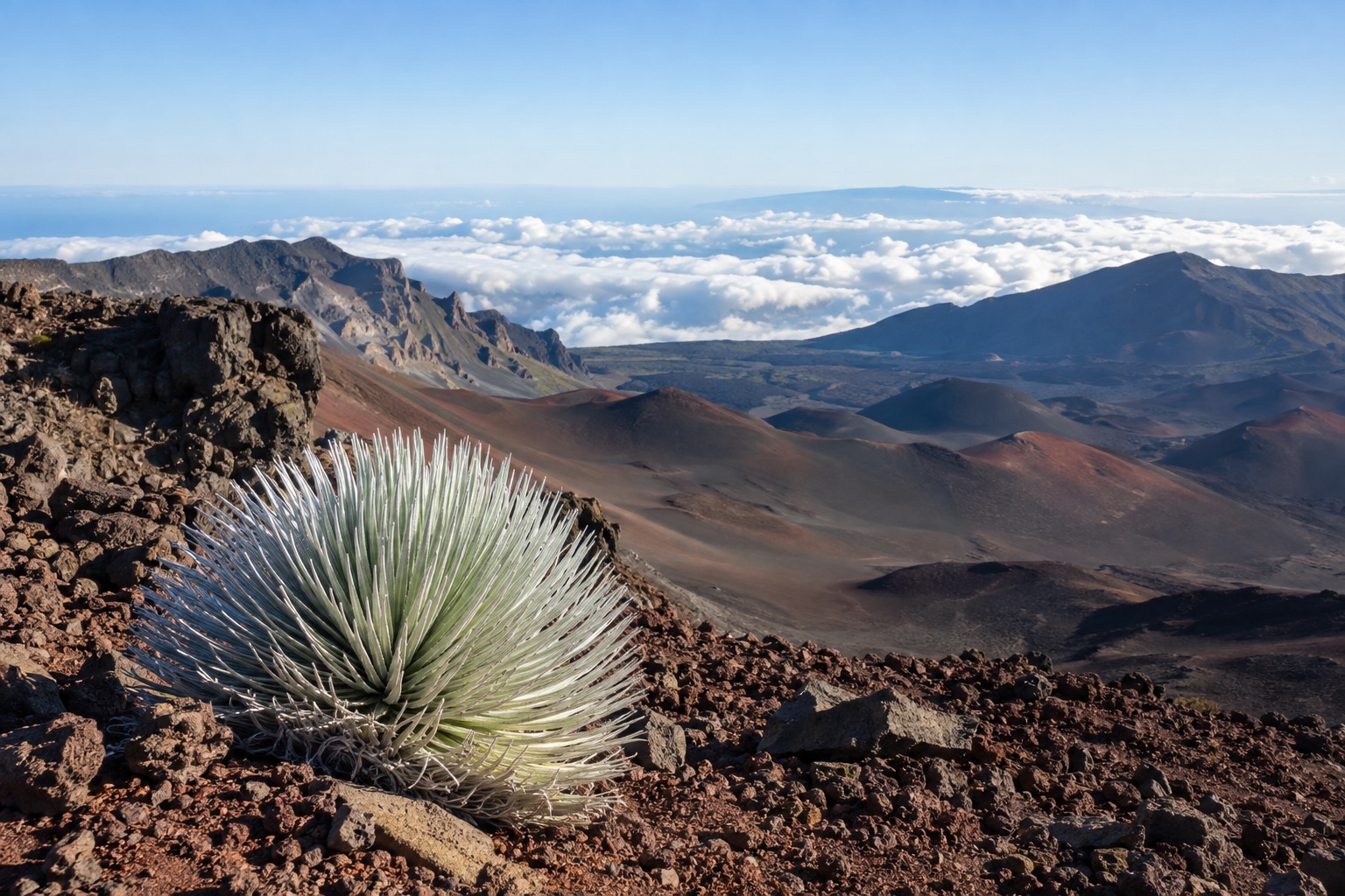 A silversword plant growing on volcanic cinder inside Haleakala crater