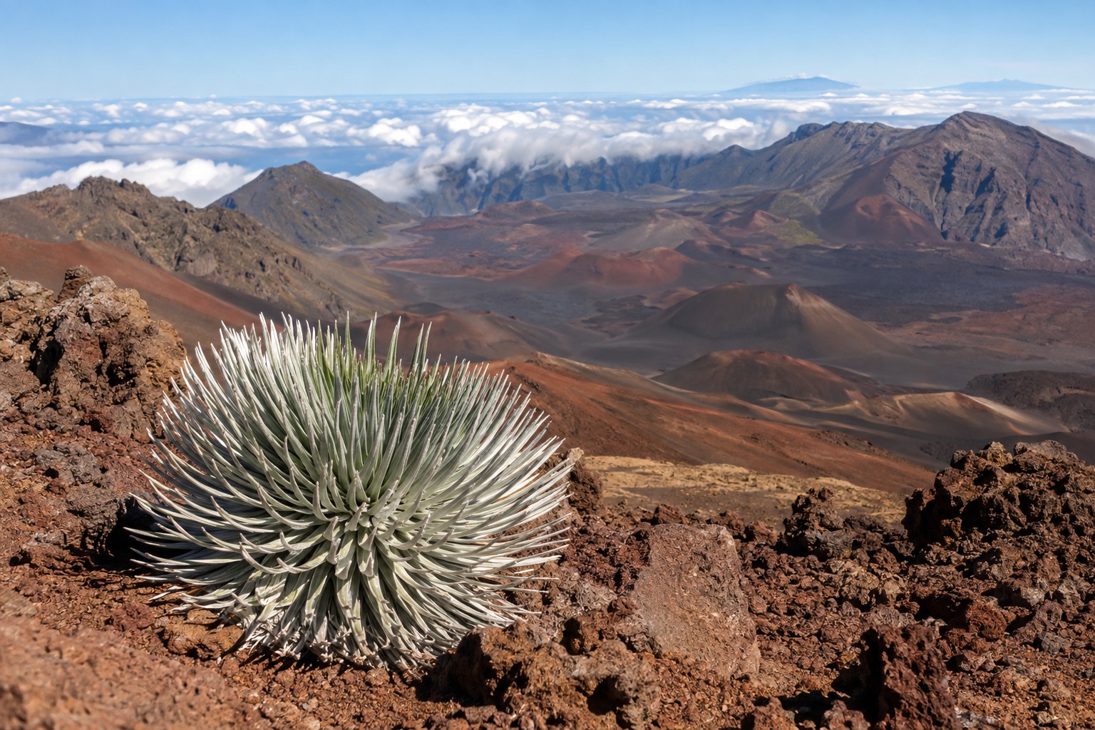 A silversword plant growing among red cinder near the Haleakala crater trail