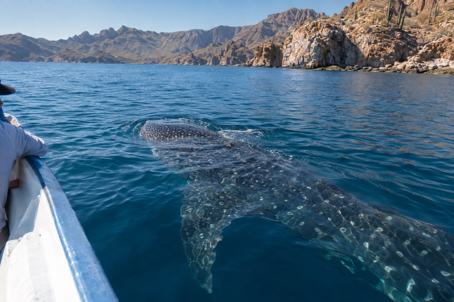 A whale shark swimming near the surface of blue water beside a small boat