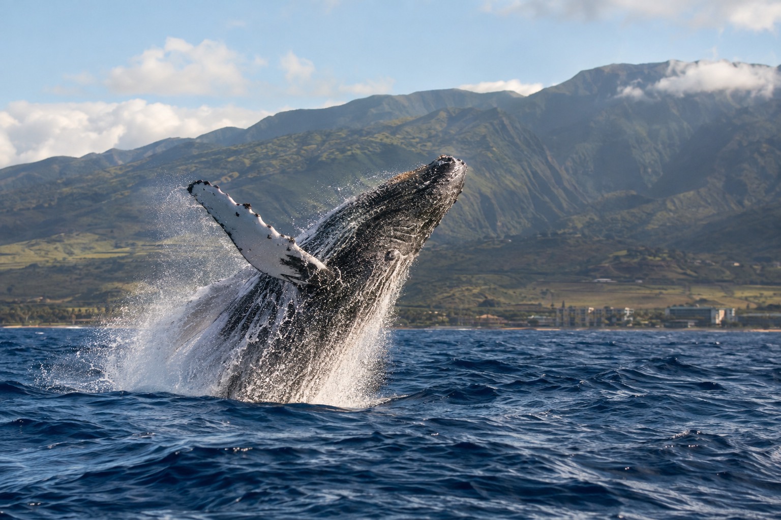 A humpback whale breaching off Maui's coast with West Maui's mountains behind it