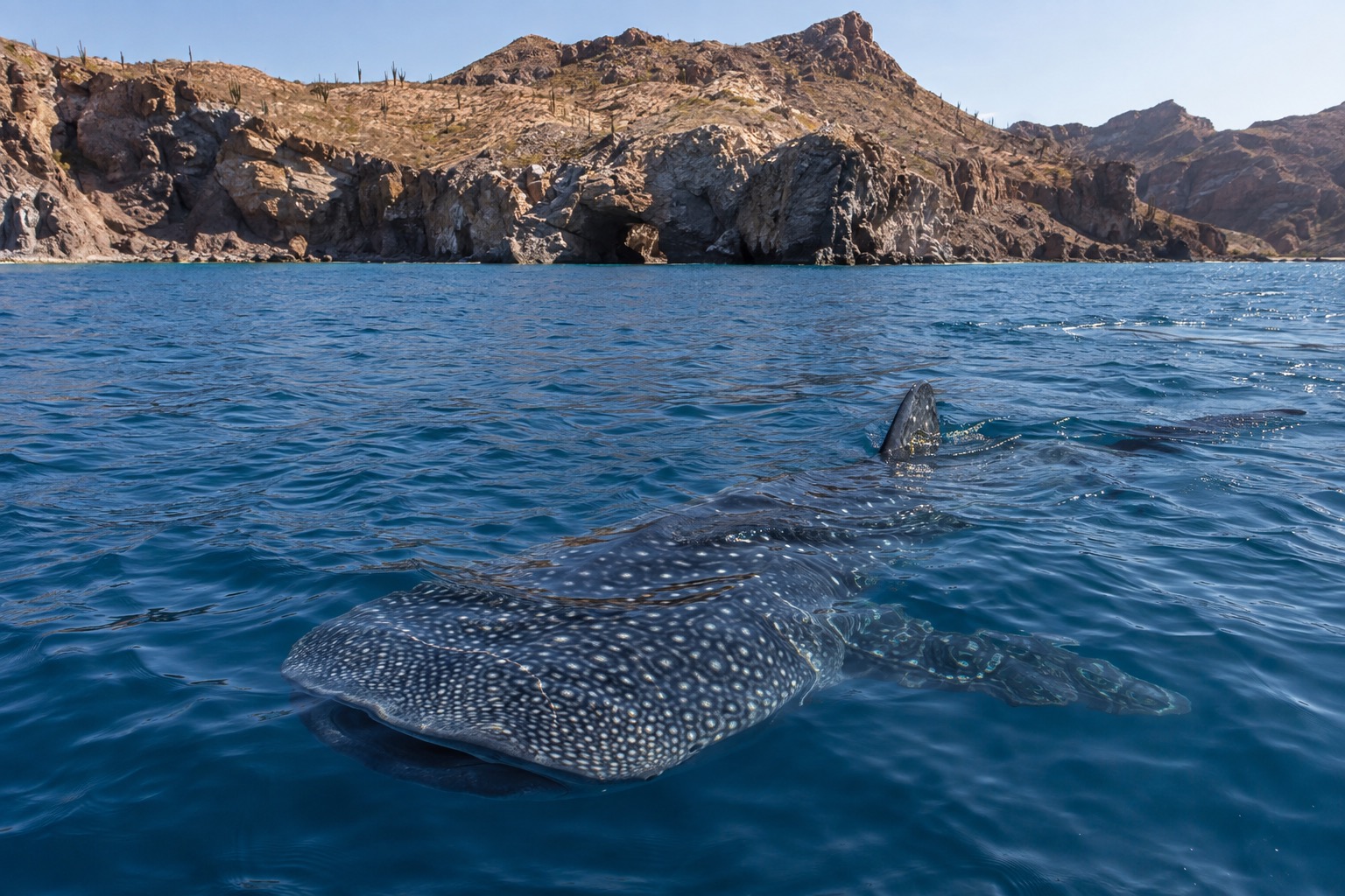A whale shark swimming near the surface of blue water with sunlight overhead