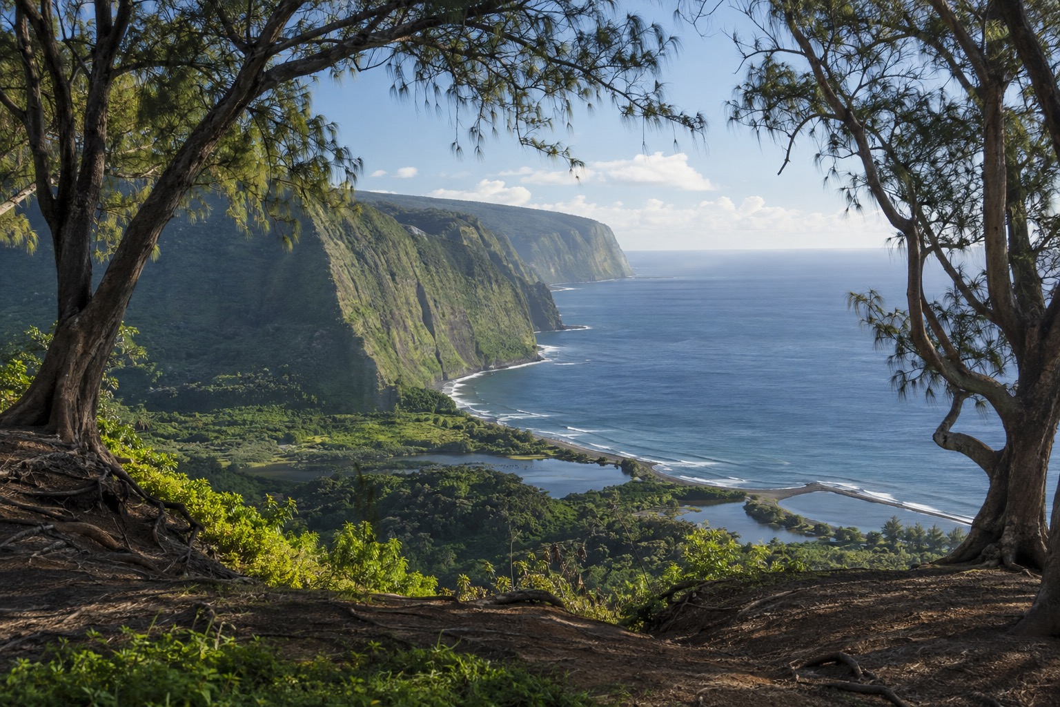 A quiet overlook above green sea cliffs and a distant peninsula, framed by ironwood trees