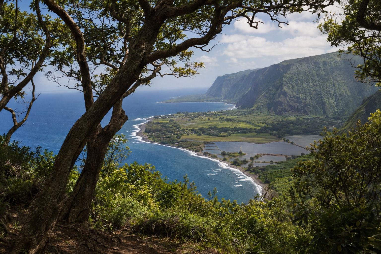 Ironwood trees framing a view toward the Kalaupapa Peninsula from an overlook trail
