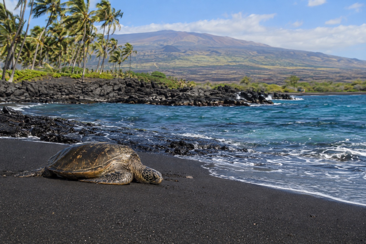 Black volcanic sand beach with palm trees and a green sea turtle resting near the waterline