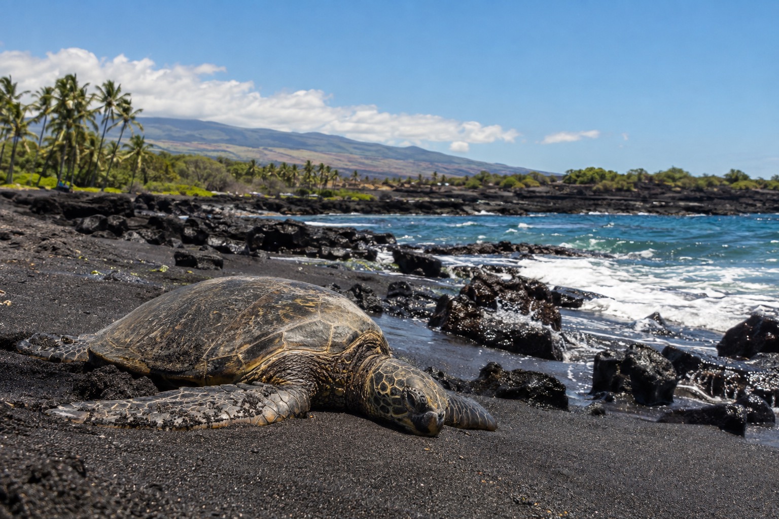 Green sea turtle resting on black volcanic sand at Punaluu Beach, Hawaii