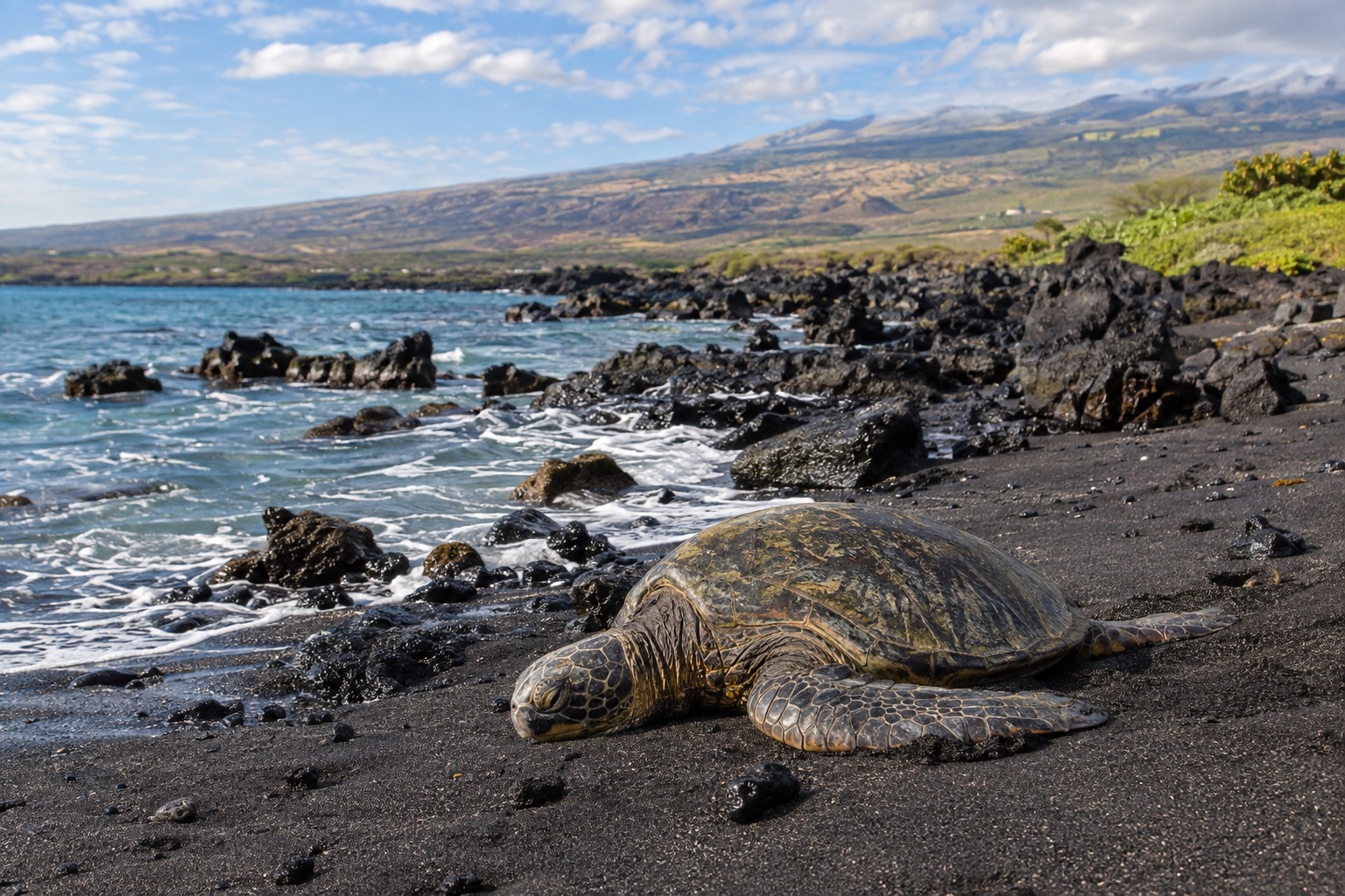 A green sea turtle resting on black volcanic sand near the waterline
