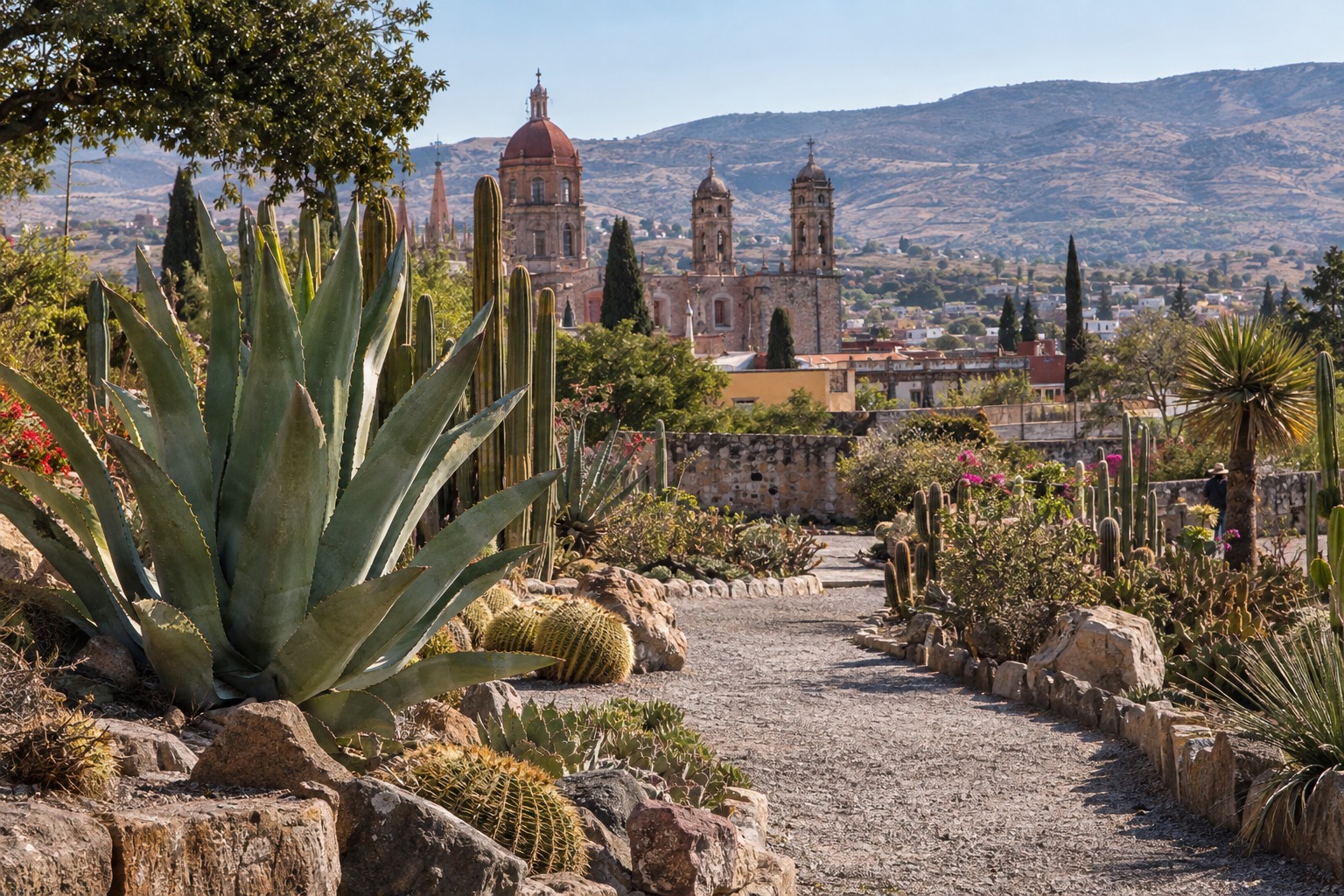 Rows of cactus and succulent plants along a gravel path in a botanical garden
