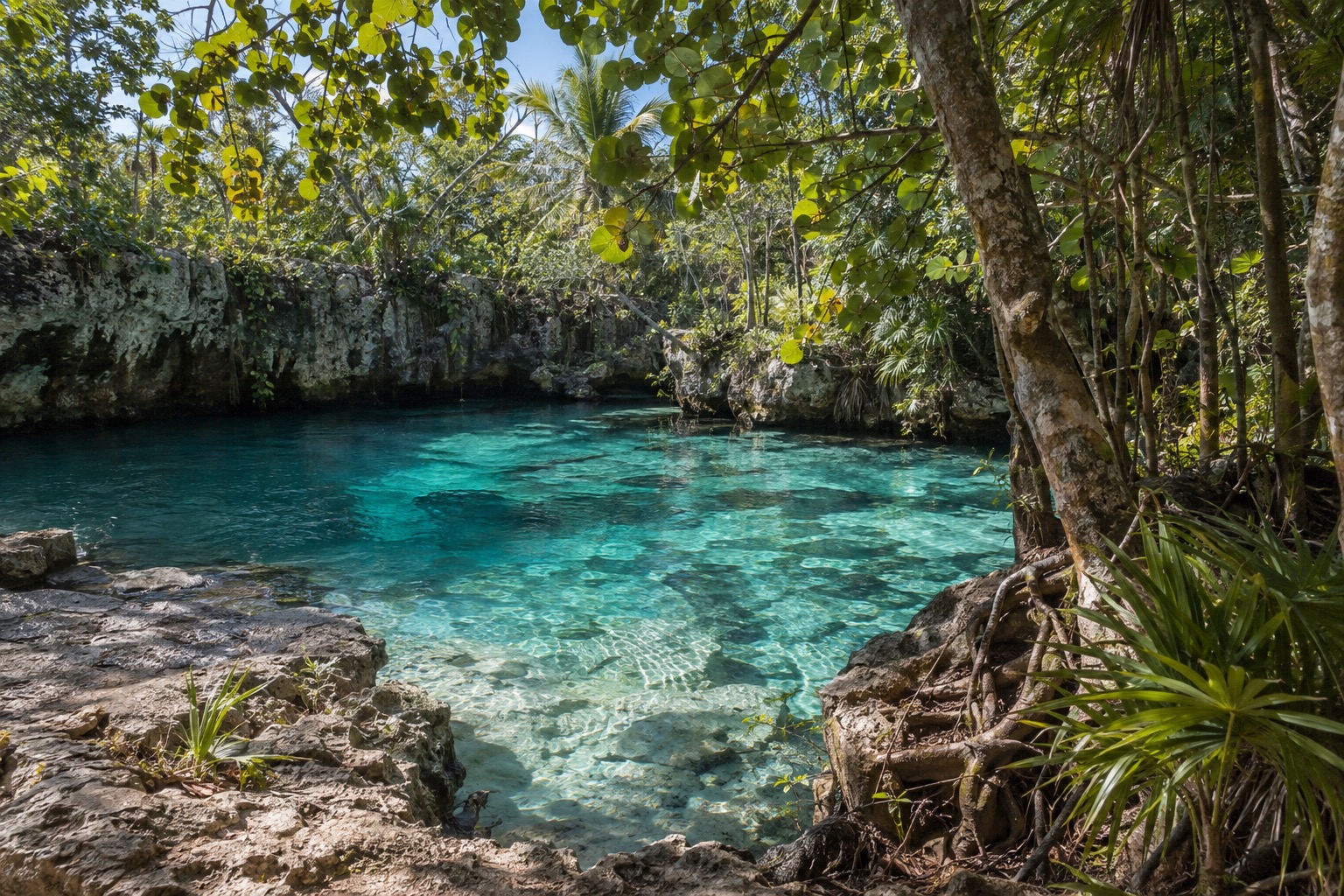 Clear cenote pool ringed by tropical jungle roots and green leaves