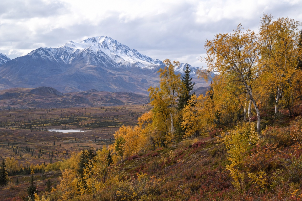 Fall colors on the tundra