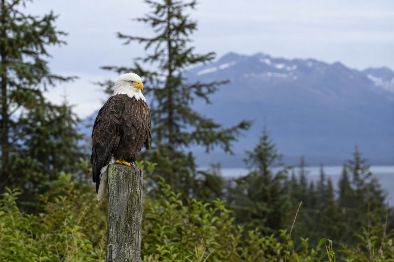 A bald eagle