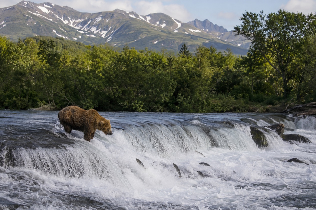 A bear fishing for salmon