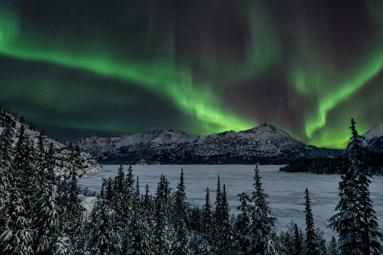 The aurora over a forest