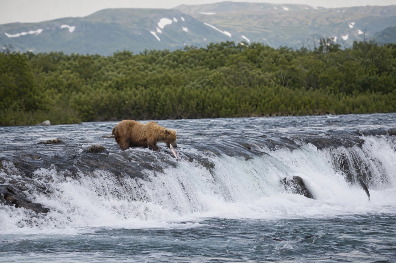 A bear at Brooks Falls