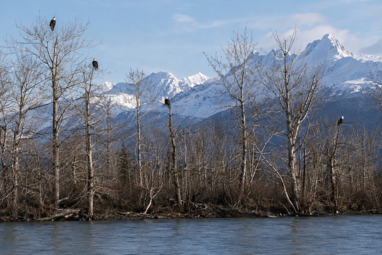 Bald eagles along a river