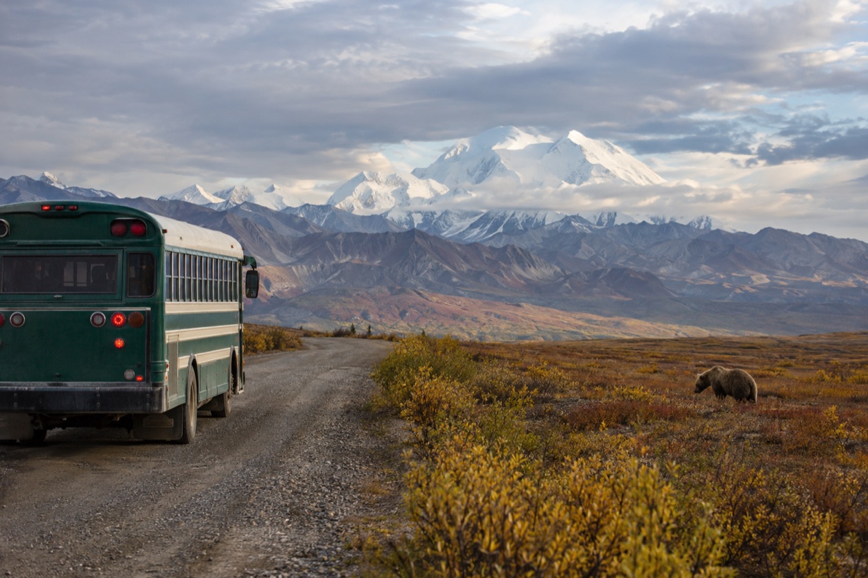 Wildlife from the Denali road