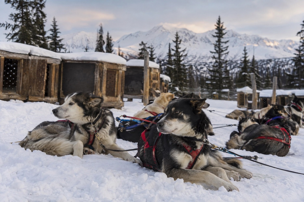 Sled dogs at Denali