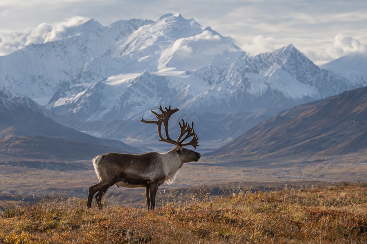 A caribou on the tundra
