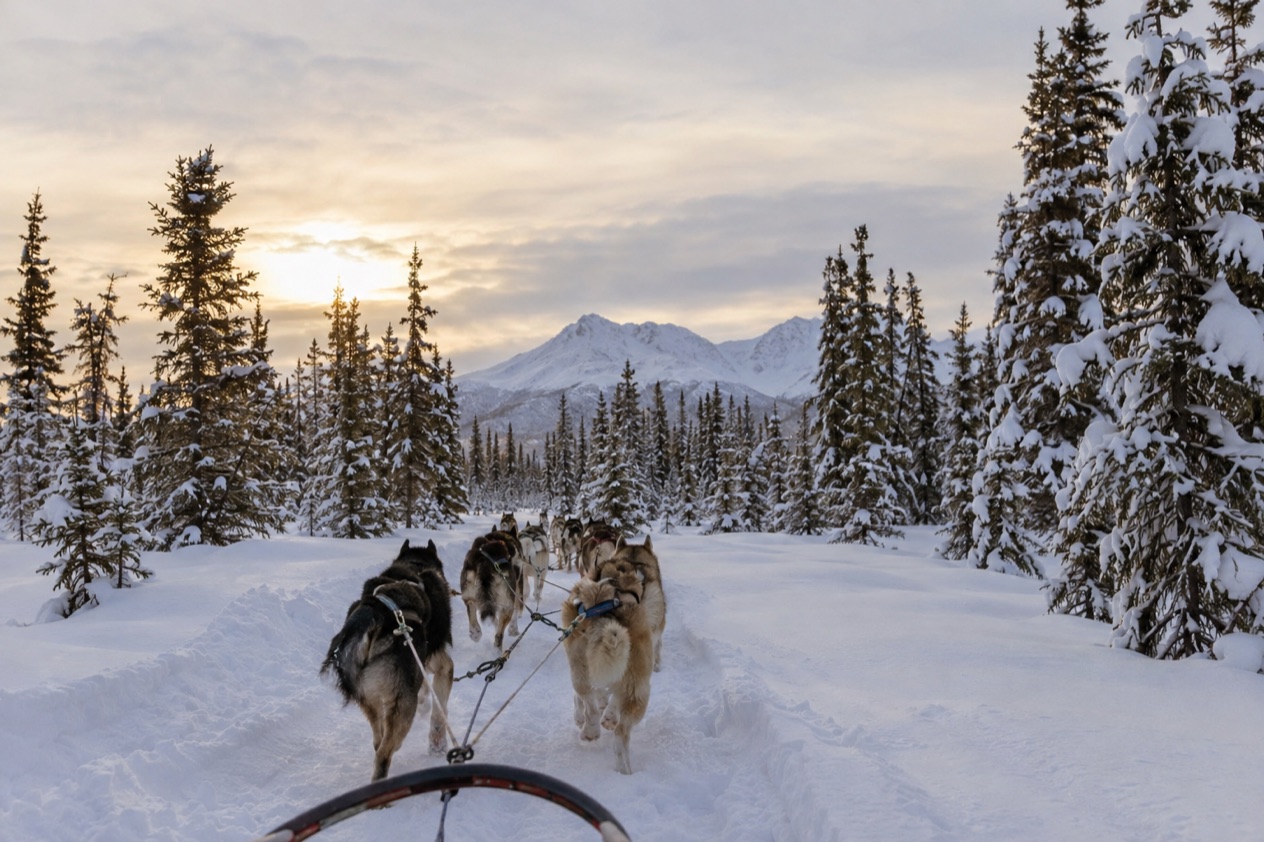 A dog sled team