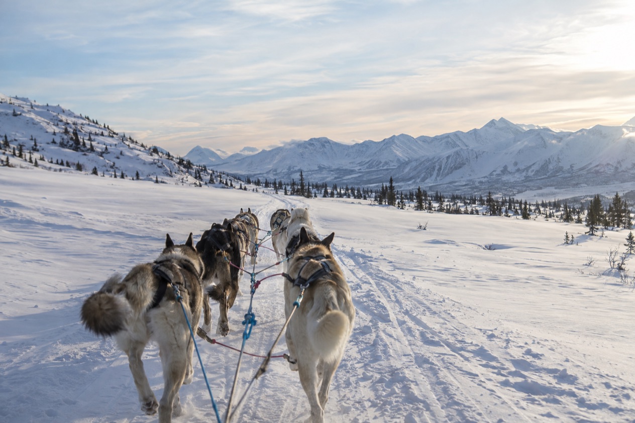 The Iditarod trail