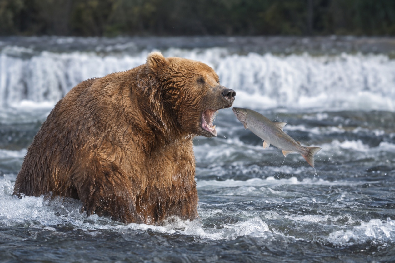 A well-fed bear