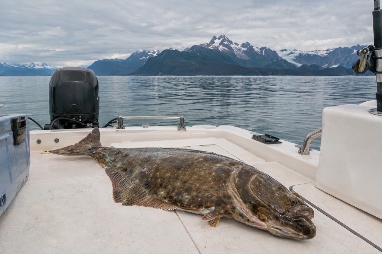 A halibut on a boat deck