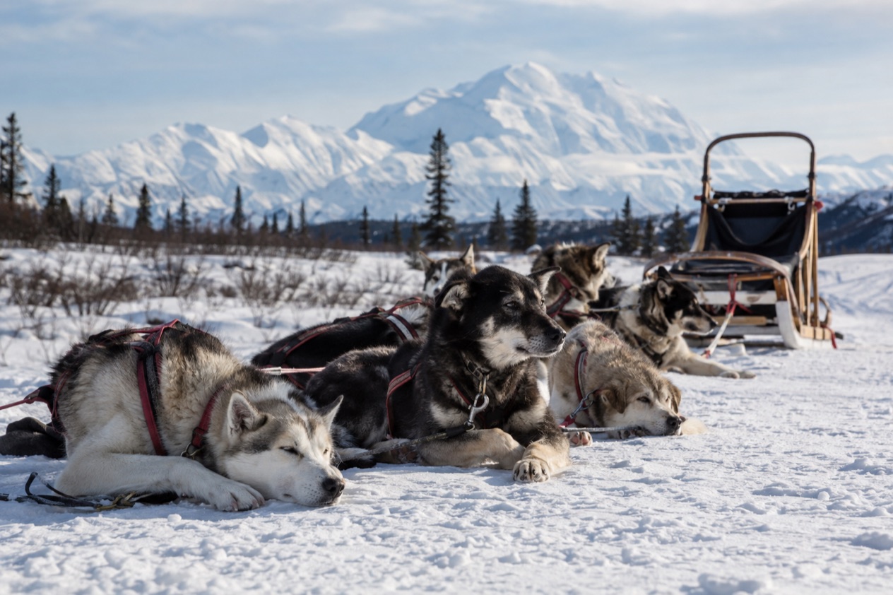 A sled dog team
