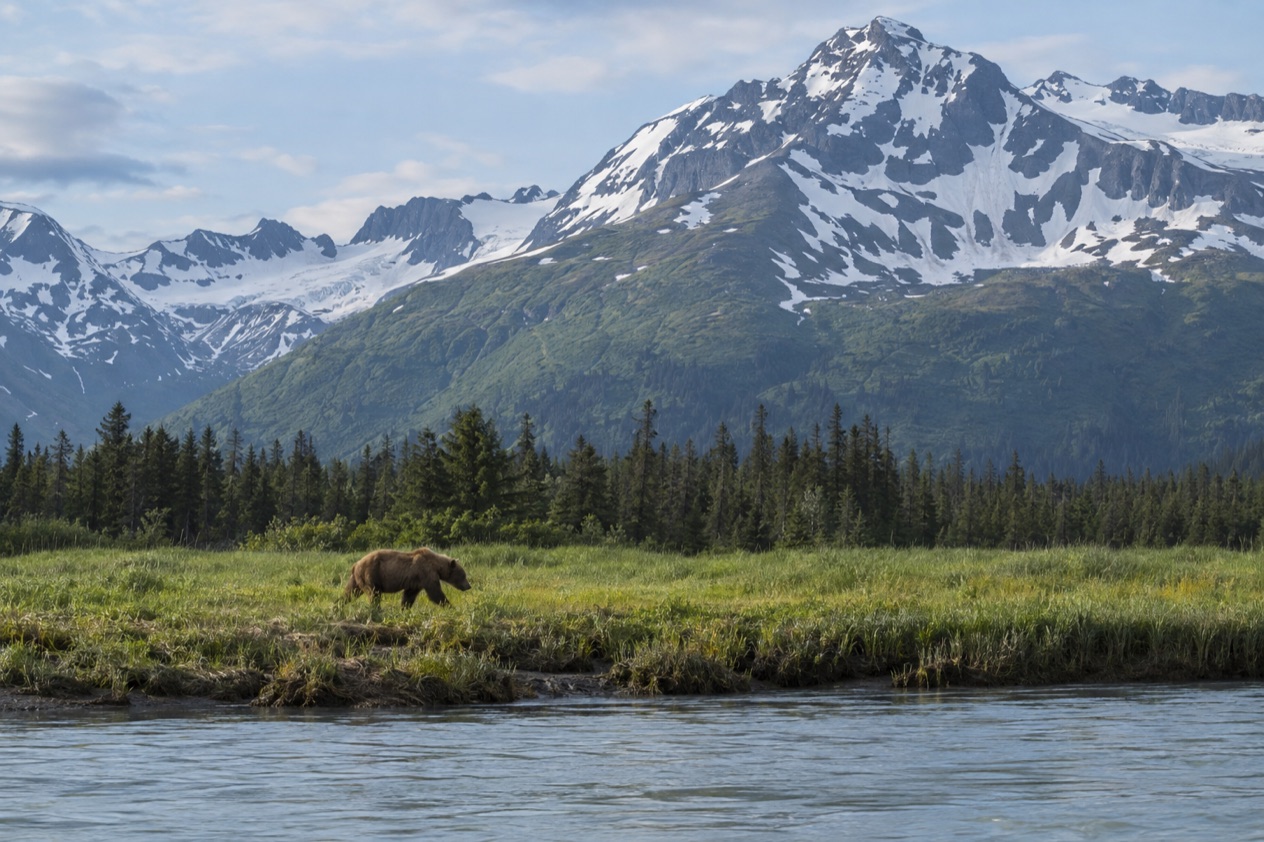 A brown bear on a river bank