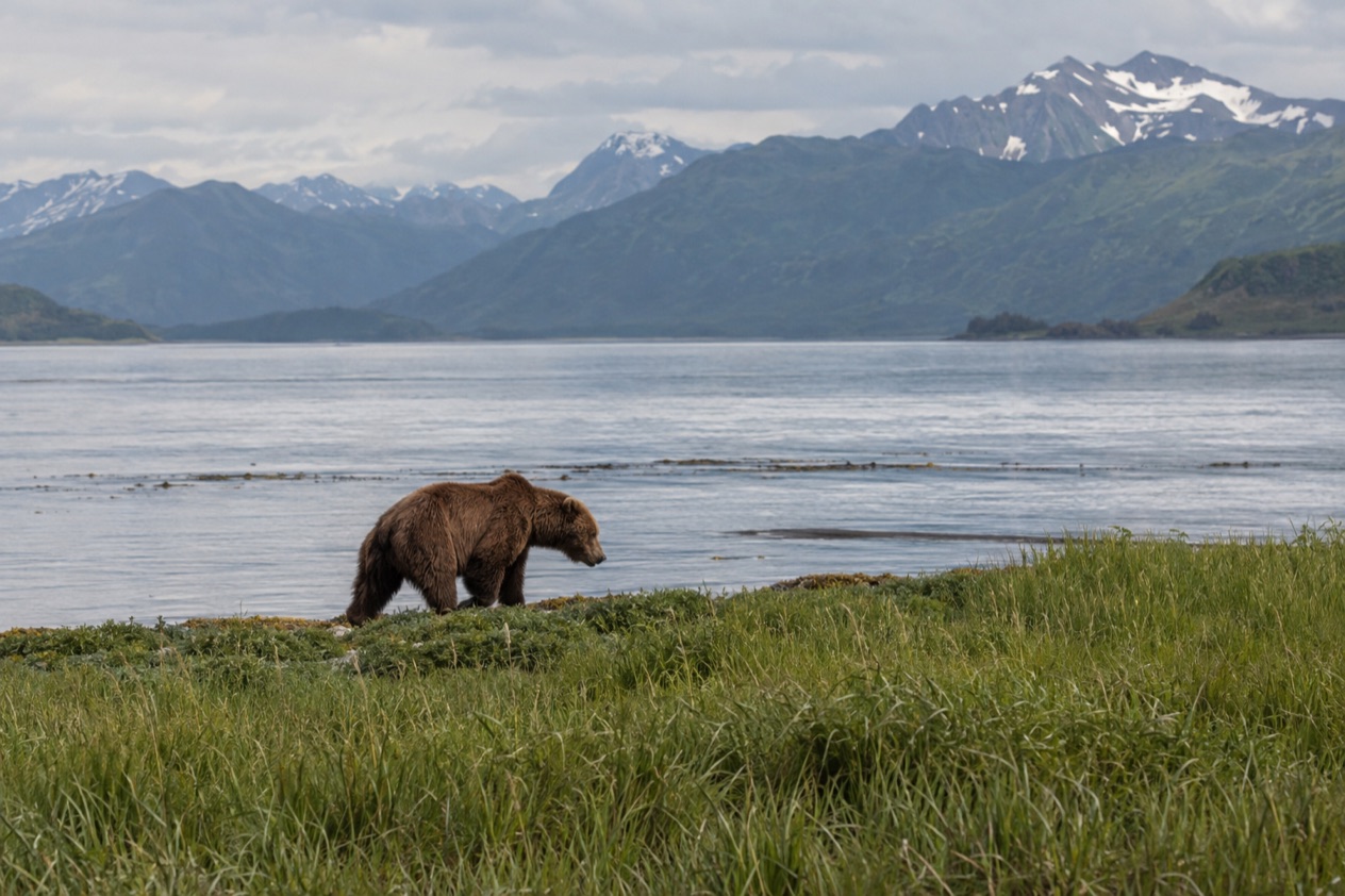 A Kodiak brown bear