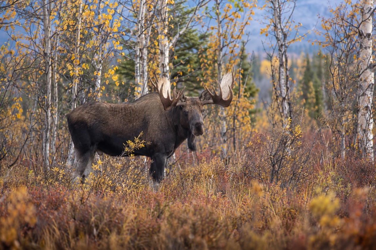 A bull moose