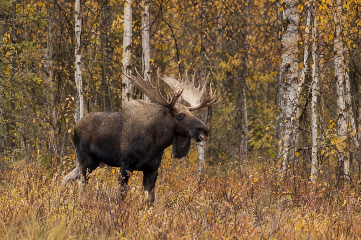 A bull moose