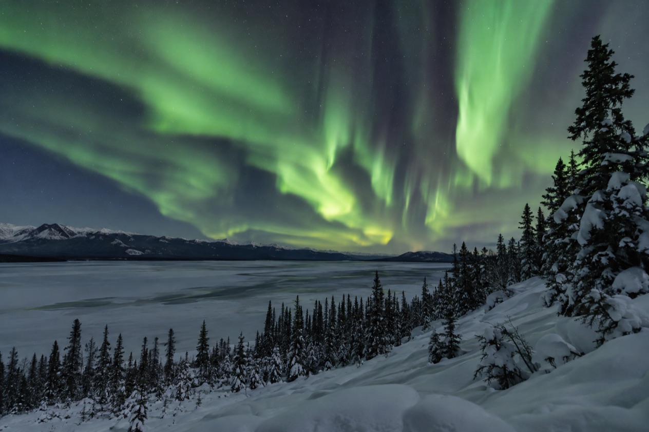 The aurora over a forest