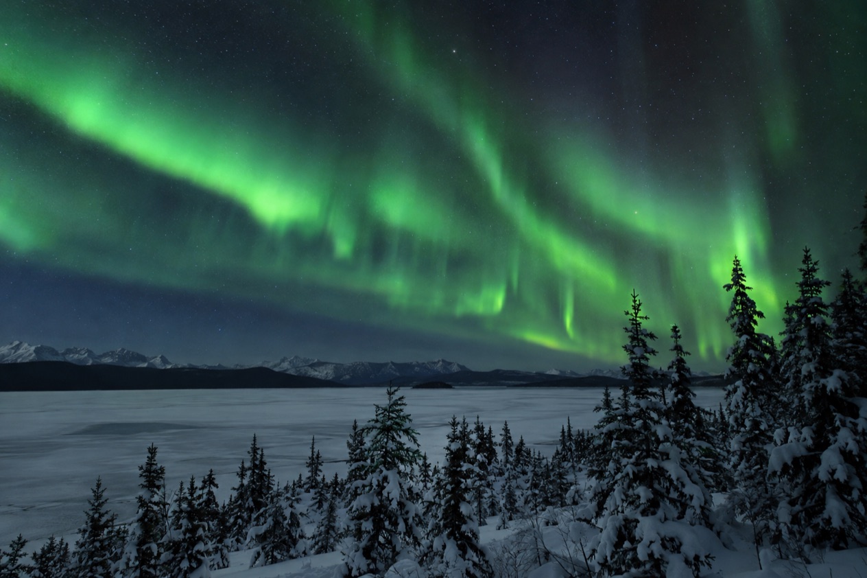 The aurora over a forest
