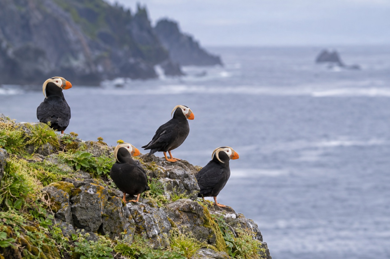 Tufted puffins