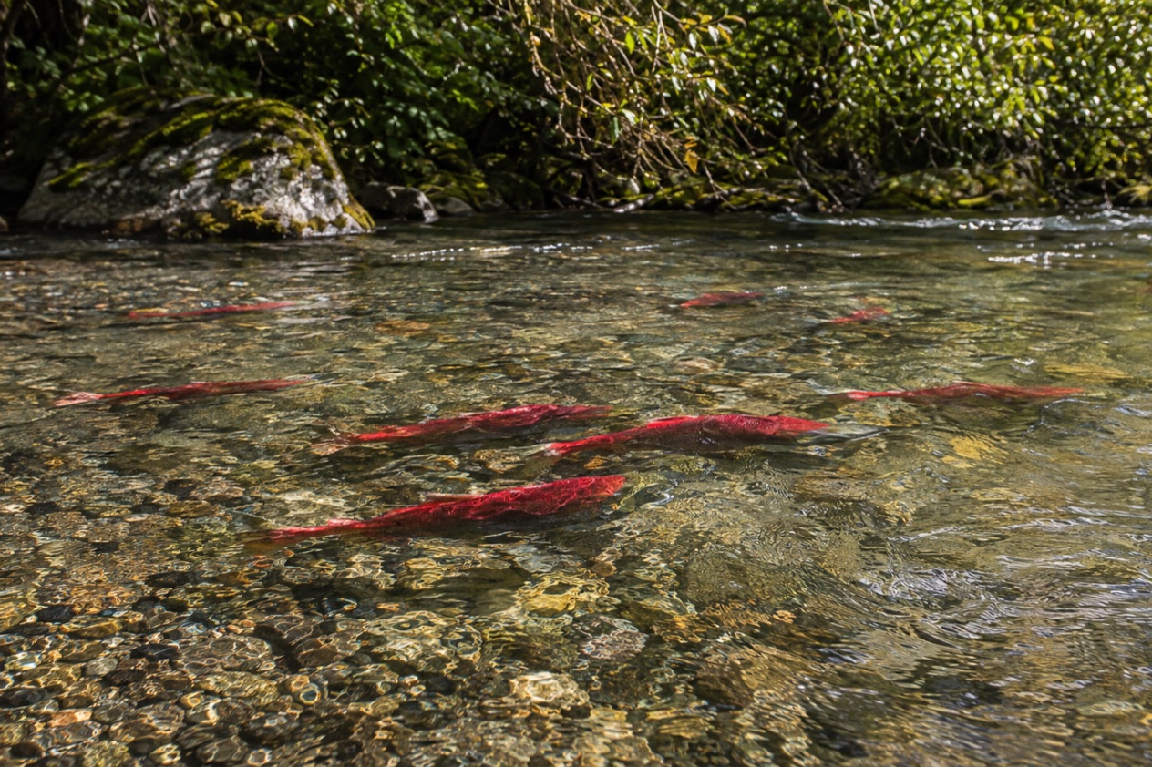 Salmon in a river