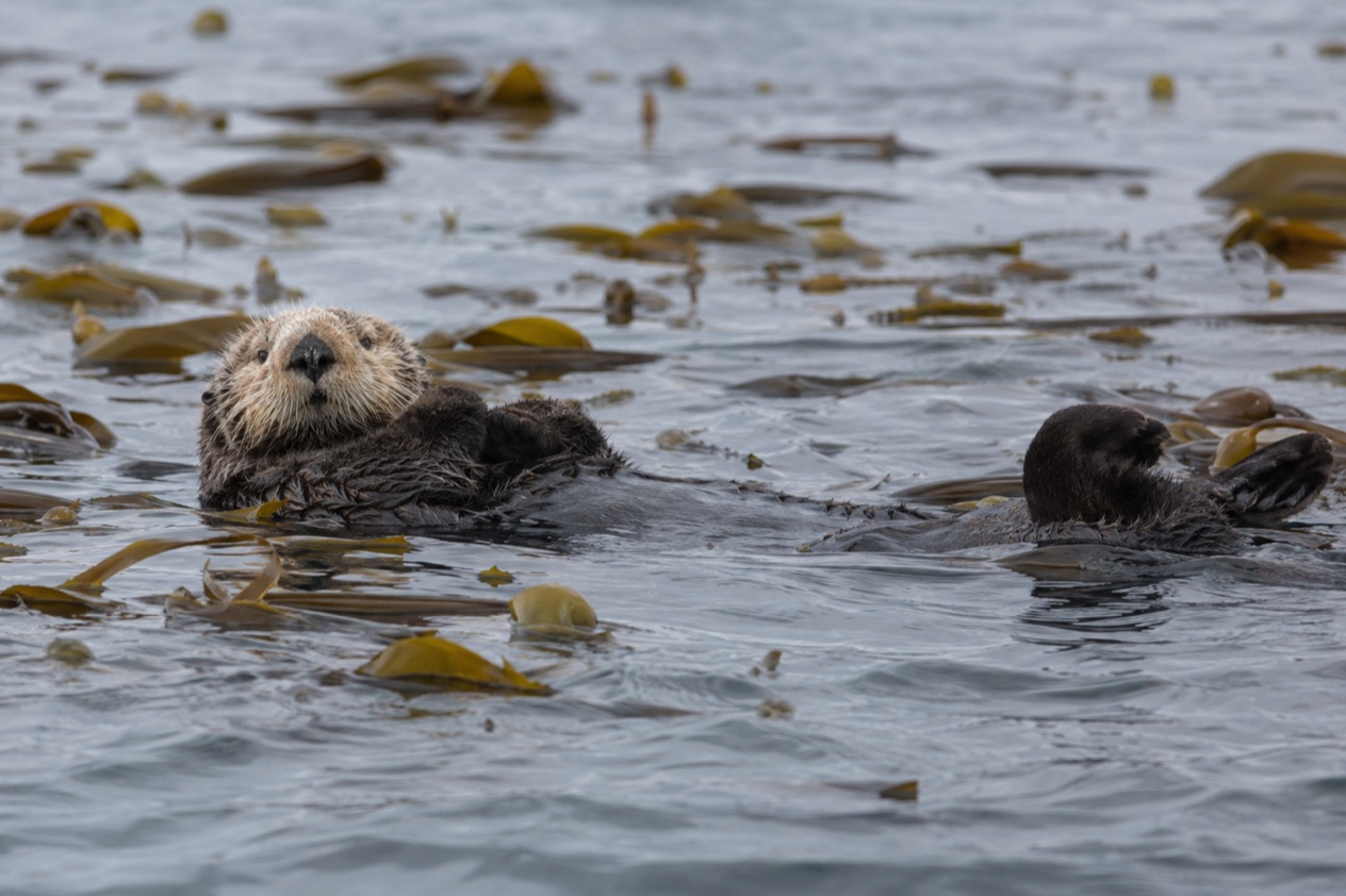 A sea otter