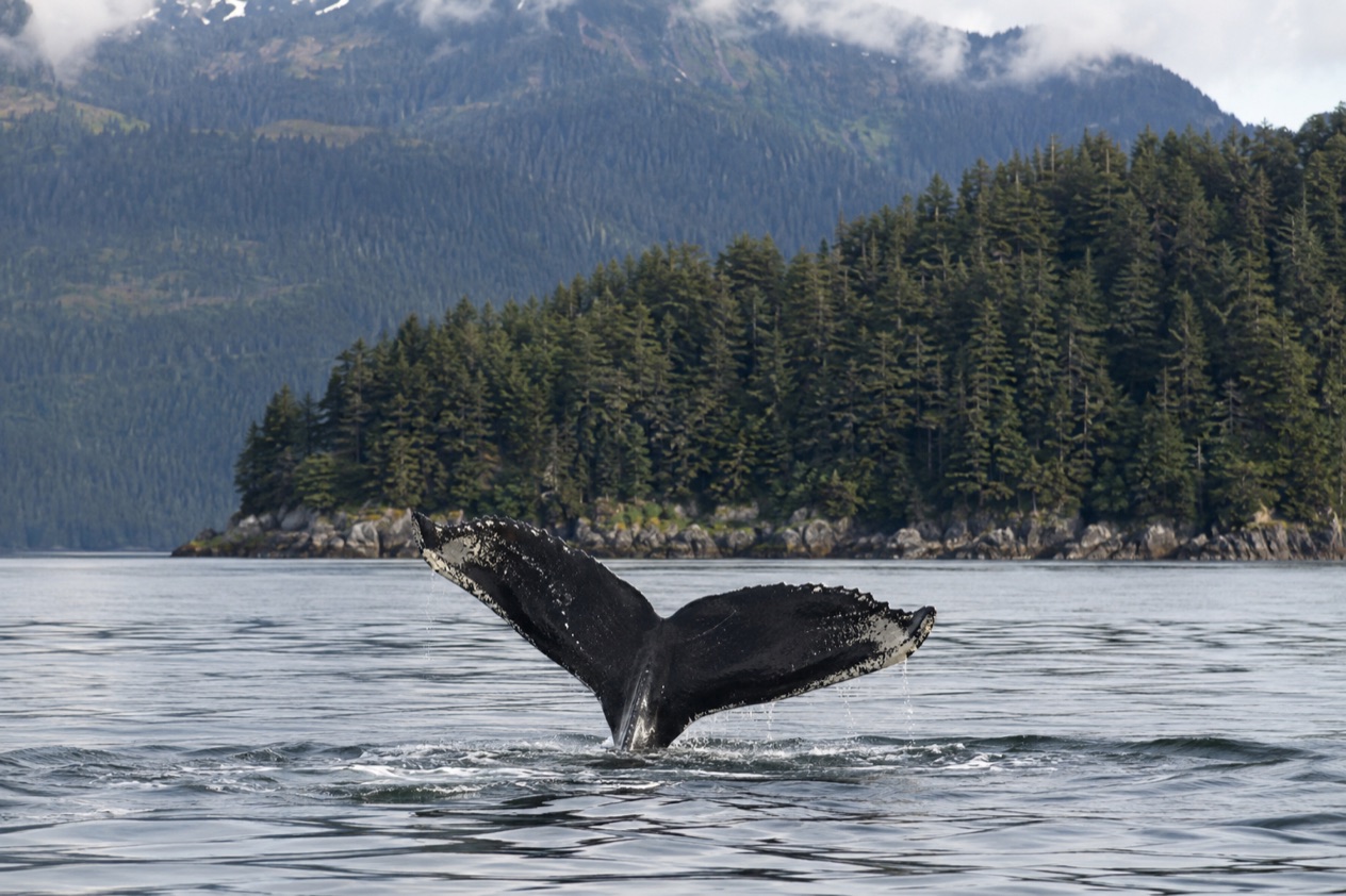 A humpback whale
