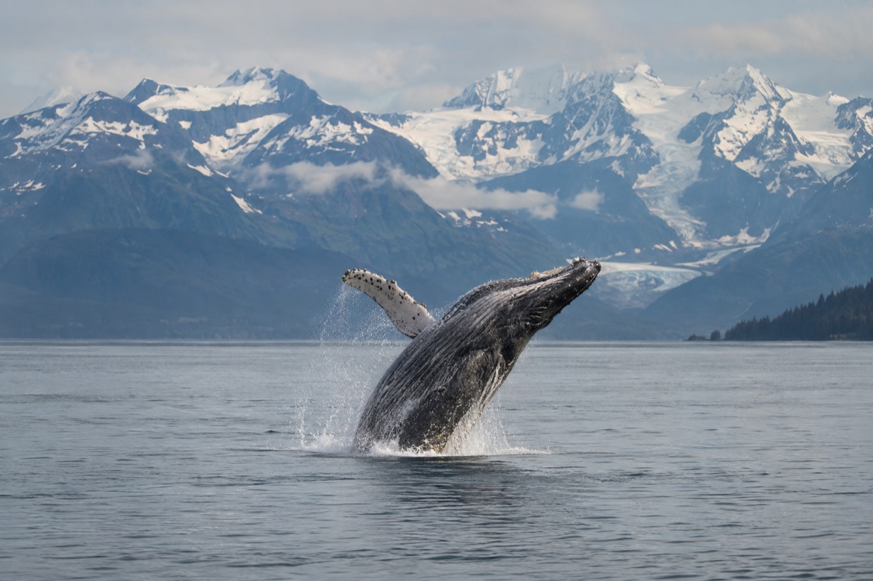 A humpback whale