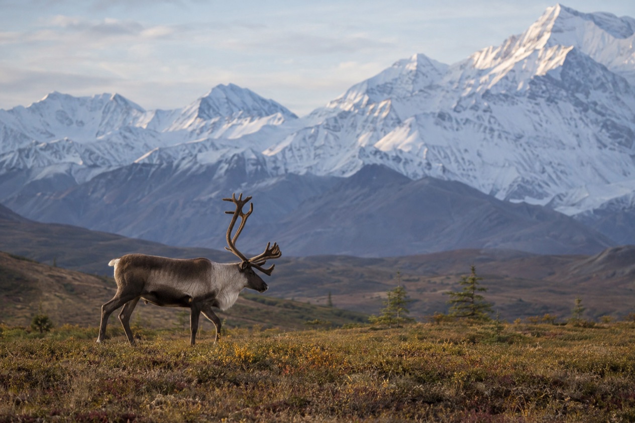 A caribou on the tundra