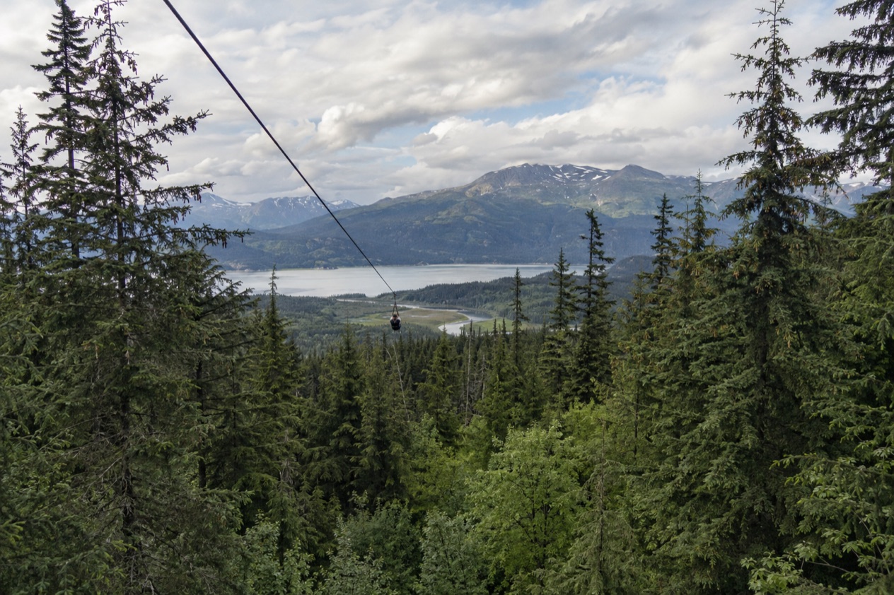A zipline in the forest