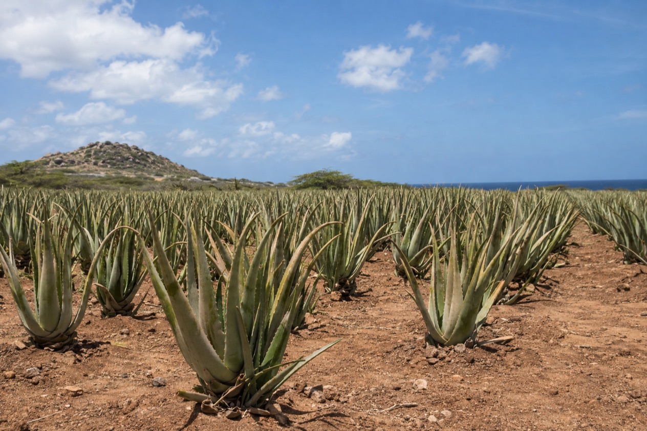 Aloe fields in Aruba