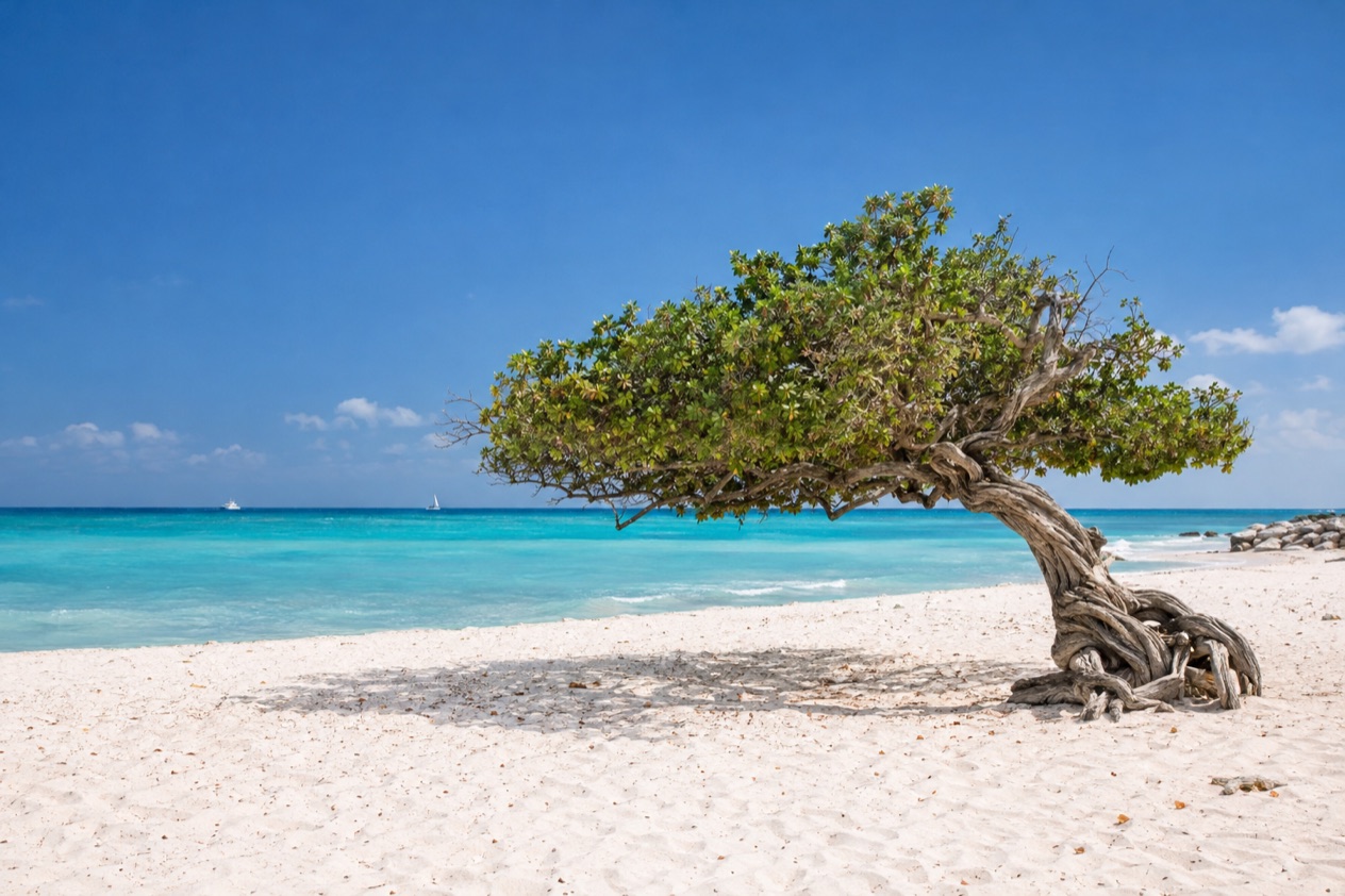A wind-bent fofoti tree on Eagle Beach in the dry months