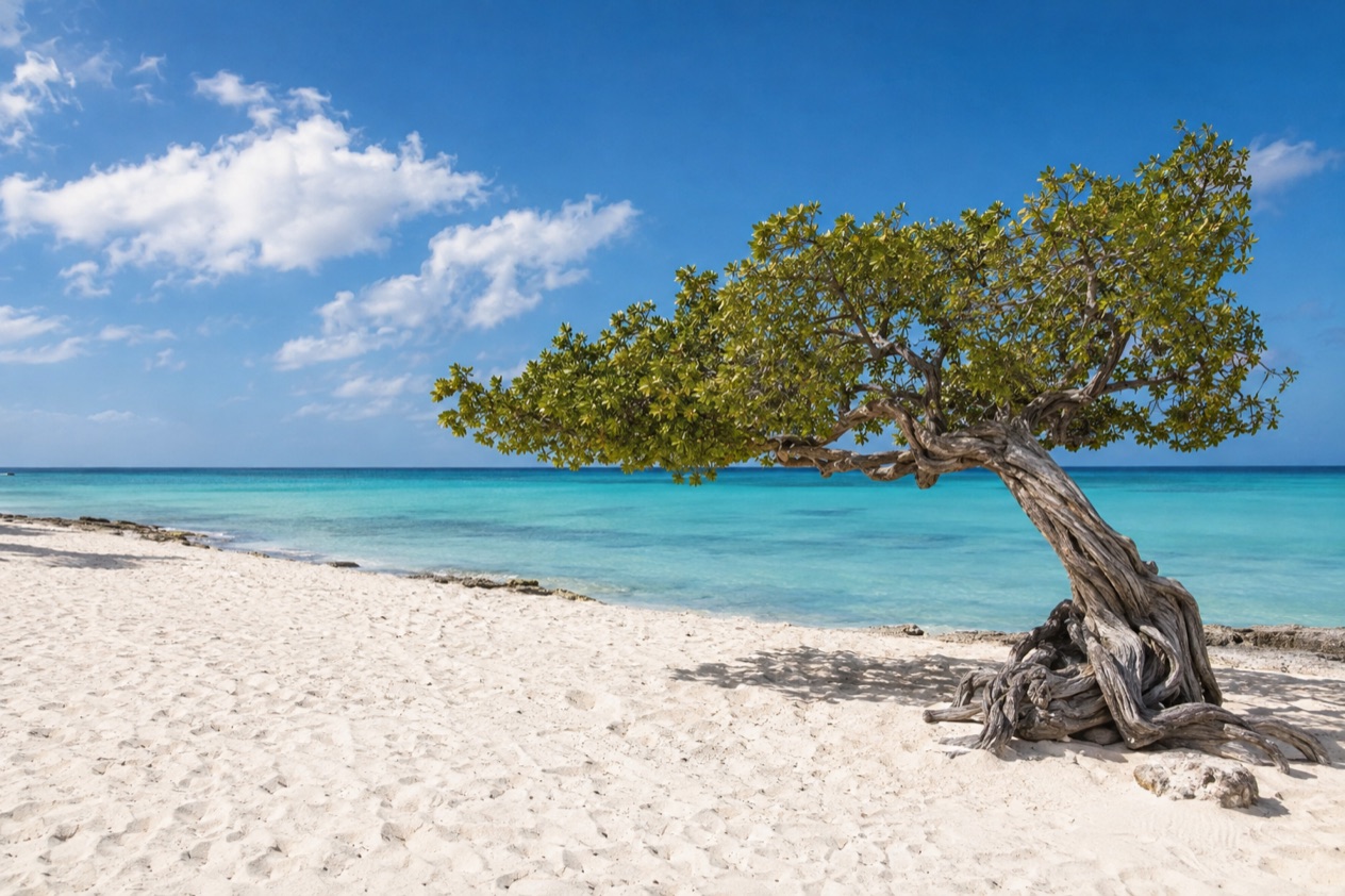 A wind-bent fofoti tree on Eagle Beach in the middle of the year