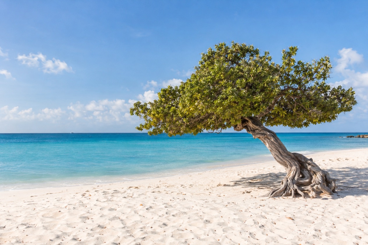 A wind-bent fofoti tree on Eagle Beach