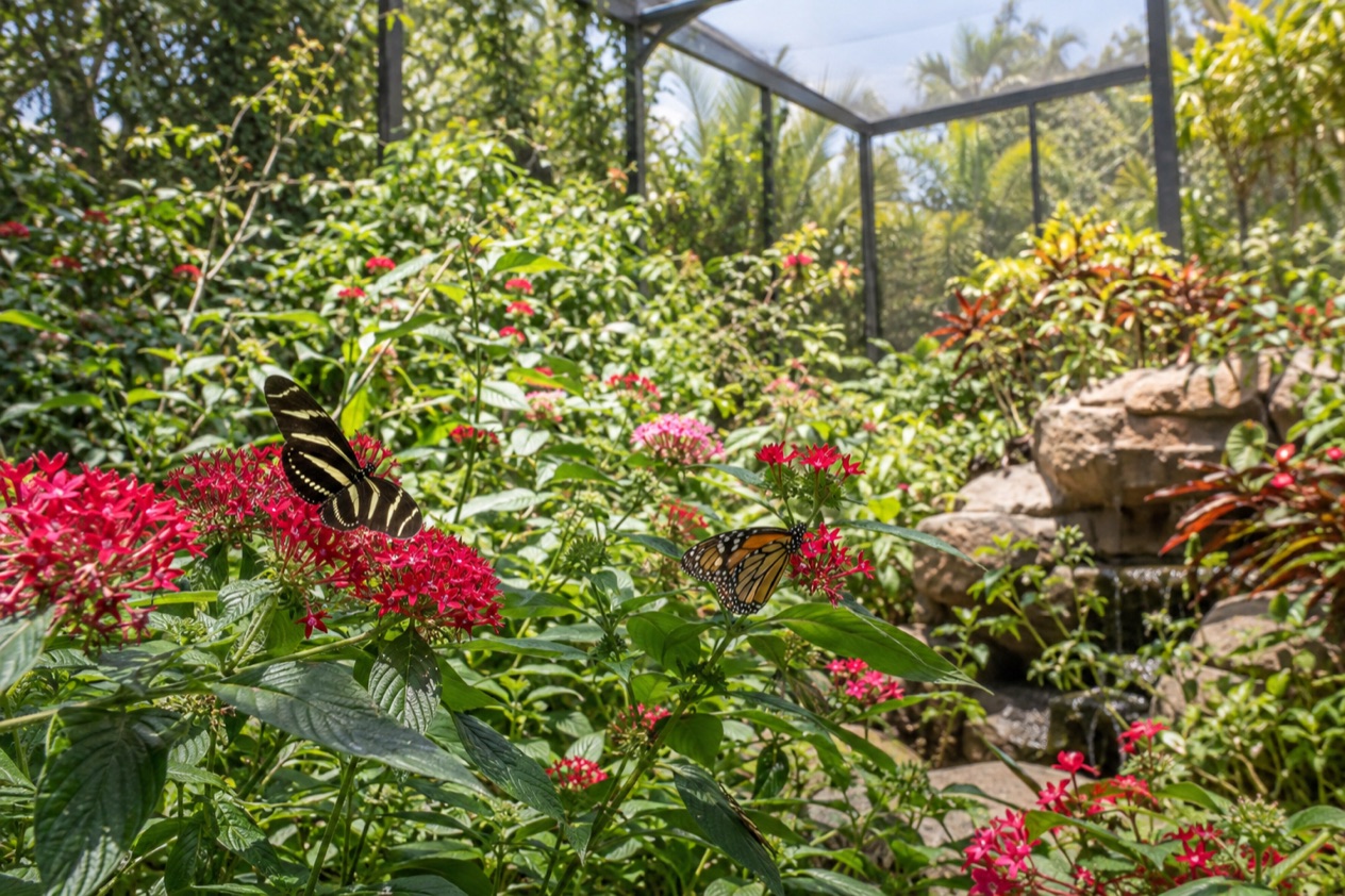 Butterflies in the garden